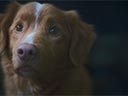 Labs suns filma - Bilde 10