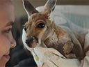 Kangaroo movie - Picture 5